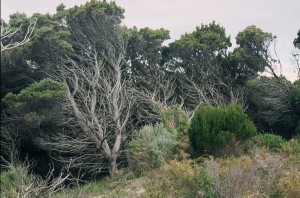 Rottnest cypress 2   